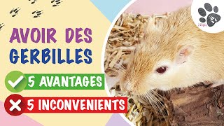 5 Avantages VS 5 Inconvénients d’Avoir Des Gerbilles [upl. by Fife621]