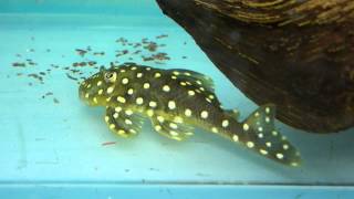 Baryancistrus sp L102 L142 L033 Snowball Pleco [upl. by Hteazile224]