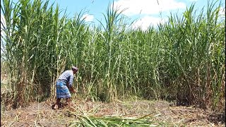 Harvesting Super Napier for Dairy Farming in Tamil Nadu  9790987145  High yielding green fodder [upl. by Grosmark671]