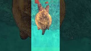 Sea turtle diving after checking me out snorkeling hawaii [upl. by Dranek]