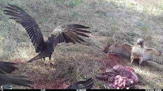 RedTail Hawk vs Buzzards in Harrisonburg VA [upl. by Shoifet]