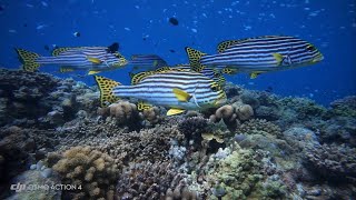 Maldives  freediving Embudu Village [upl. by Ominorej950]