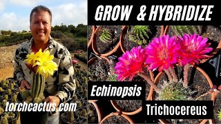 Grow Hybrid Cactus Brent Wigand an Interview torch cactus [upl. by Shae53]