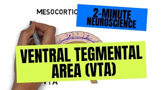 The Frontal Lobe  Location and Function [upl. by Gerstner494]