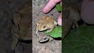 Funny toads and frogs shortvideo bigfrog youtubeshorts frog [upl. by Ahseka]