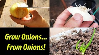 How To Grow An Onion From An Onion Bottom 2019 [upl. by Anayk697]