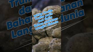 Fakta Menarik Tentang White Truffle Makanan Termahal di Dunia [upl. by Ardek]