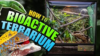 How To Setup A BIOACTIVE LIZARD TERRARIUM LEAP habitats [upl. by Notlimah]