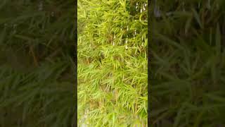 PHYLLOSTACHYS AUREOSULCATA bambou LE BAMBOU DE LA CHANCE [upl. by Atteynot]