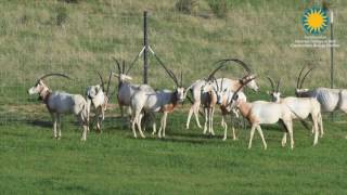 Scimitarhorned Oryx Reintroduction  برنامج إعادة توطين المها الإفريقي [upl. by Eeloj465]