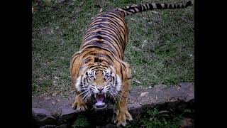 Bengal Tiger Growl sound effect 🐯 [upl. by Reklaw]