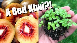 Tasting and Growing RED KIWIFRUIT From Seed [upl. by Namar]