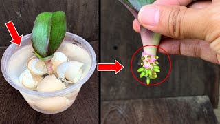 Surprised with how to revive rotten orchids that few people know  Use only garlic and potatoes [upl. by Britni]