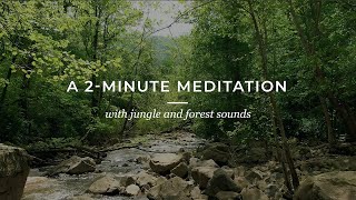 A 2MINUTE MEDITATION with the sound of the jungle and forest [upl. by Lesly]