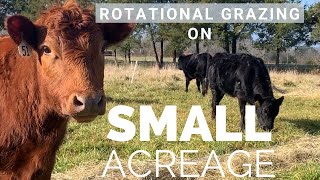 Regenerative Agriculture  Rotational Grazing Grass Fed Beef Cows on Small Acreage [upl. by Ramo789]