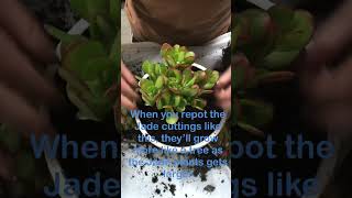 Jade Plant Repot Cuttings [upl. by Sirraj]