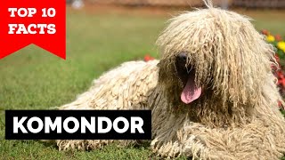 Komondor  Top 10 Facts [upl. by Carlisle100]