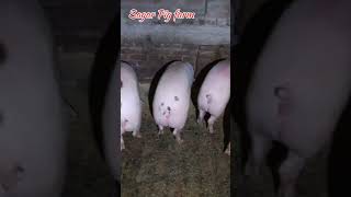 The Viral Sagar Pig Farm Video Explained [upl. by Abigael]