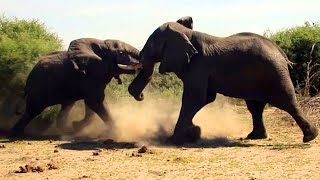 Elephant vs Elephant Fight  Raw footage [upl. by Averyl]