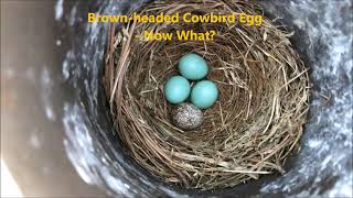 Brownheaded Cowbird Egg In Bluebird Nest  Now What [upl. by Federica327]