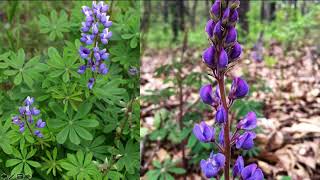 HOR 204 Lupinus perennis [upl. by Omlesna]