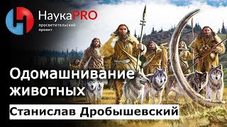 Одомашнивание животных  Лекции по антропологии – антрополог Станислав Дробышевский  Научпоп [upl. by Vharat]