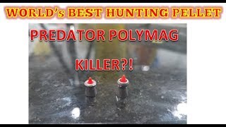 WORLDs BEST HUNTING PELLET  quotPREDATOR POLYMAG KILLERquot [upl. by Alleuqram]