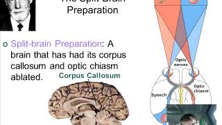 33 Sociobiology and Evolutionary Psychology [upl. by Darryn108]