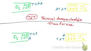 Junctional Diversity [upl. by Najram462]