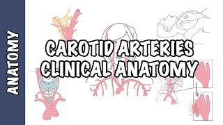 Anatomy  Carotid Artery Carotid artery disease aneurysm dissection amourosis fugax [upl. by Myna]