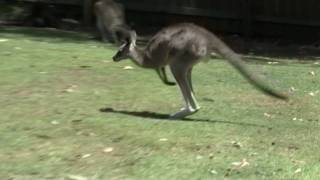 Eastern Grey Kangaroo Macropus giganteus in Lone Pine Koala Sanctuary jumping in Slow Motion [upl. by Atiragram]