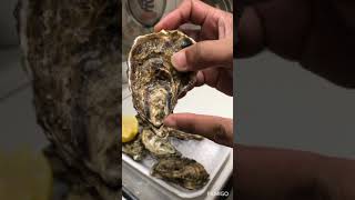 eating live oysters  ostra  ostrea cleaning tutorial ostras vivas [upl. by Ilojne]