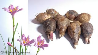 How To Grow Rain Lily From Bulbs  Grow zephyranthes Lily From Bulbs [upl. by Esinek]