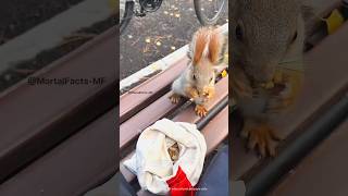 Helping the Squirrel 😍 shortsvideo [upl. by Ahseik786]