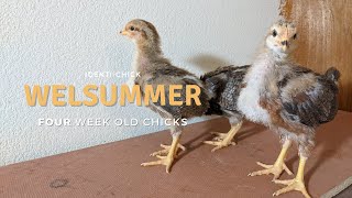 Welsummer 4WeekOld Chicks [upl. by Grenville]