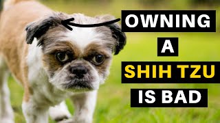 Owning a Shih tzu Dog  The Good The Bad The Ugly [upl. by Asteria910]