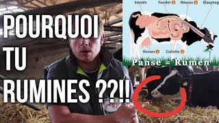 Pourquoi la vache rumine [upl. by Nolak]