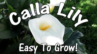 The Amazingly Beautiful Easy To Grow Calla Lily [upl. by Weiner]