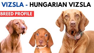 Vizsla Breed Profile History  Price  Traits  Vizsla Grooming Needs  Lifespan [upl. by Leanatan]