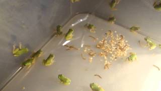 Tree Frog Feeding Time [upl. by Cody]