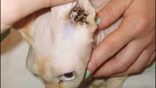 Mites inside cat naturally formed clean your cats ear before it is too late [upl. by Wenz]