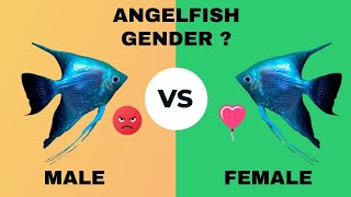 HOW TO IDENTIFY ANGELFISH GENDER  Male or Female [upl. by Rempe]