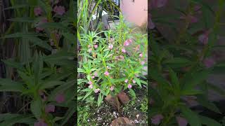 Impatiens balsamina చిలక ముక్కు ఫ్లవర్స్ [upl. by Attlee428]