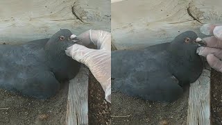 Rescue Agent Found Poisoned Pigeon Suffering  WooGlobe [upl. by Auqinehs]