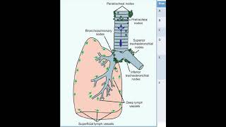 Figure of Lymphatic drainage of lung [upl. by Nirret728]