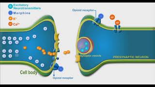 Opioids animation video [upl. by Pravit167]