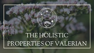 The Holistic Properties of Valerian [upl. by Kamerman]