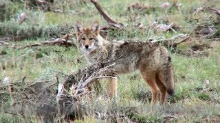 DEER vs COYOTES EPIC BATTLE TO SURVIVE [upl. by Rossen854]