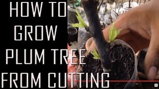 how to grow plum tree from a cutting [upl. by Cad459]