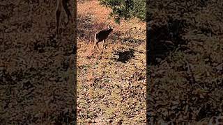 First time out this year in southern Iowa there starting to rut iowaoutdoors viralvideo nature [upl. by Aikemahs]